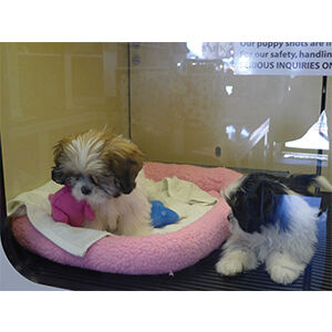 How One State Targets Stores That Sell Pets